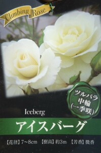 即決1210円N♪CL ツル・つる性バラ苗アイスバーグ