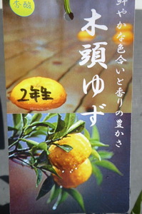 即決2365円♪柑橘系果樹 本ユズ 木頭ゆず 2年生株