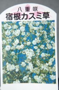 即決275円♪かすみ草◇八重咲宿根カスミ草　白花◇