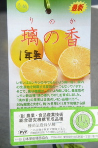 値下げ！即決1716円♪柑橘系果樹レモン 璃の香 りのか 1年生株