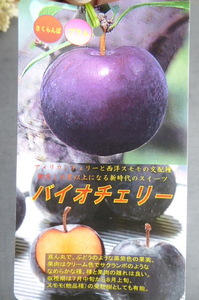 即決1485円♪果樹苗サクランボ×西洋すもも＝◇バイオチェリー◇