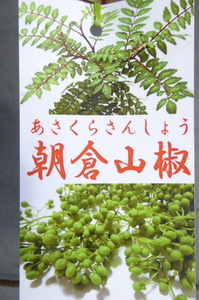 即決1925円♪実山椒 朝倉山椒・アサクラサンショウ