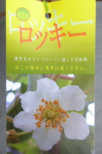 即決1925円♪果樹苗キウイ◇受粉樹オス◇ロッキー◇