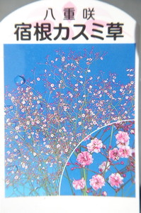 即決275円♪かすみ草◇八重咲宿根カスミ草　桃花◇