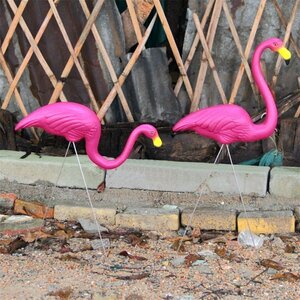 ( prompt decision ) real . pink flamingo gardening. accent also. pair objet d'art structure . family garden structure . lawn grass raw equipment ornament ornament retro interior image 