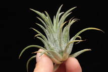 Tillandsia ‘Hawaiian Lavender’　ティランジア　ブロメリア_画像3