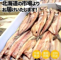 真ホッケ開き 5枚 1.5kg 北海道 ほっけ ホッケ 真ほっけ ホッケ開き ほっけ開き 干物 開き魚 酒の肴 乾物 hokke お歳暮 お正月_画像4