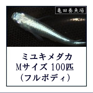 メダカ / ミユキめだか Mサイズ100匹セット (フルボディ) 幹之めだか みゆきメダカ / 送料無料