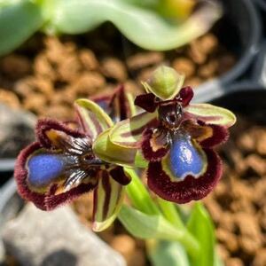 Ophrys speculum オフリス スペキュラム　球根　原種　山野草　洋ラン　開花サイズ