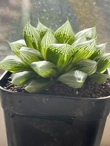 A. ハオルチア 青蛇伝（白蛇伝の枝変わり）haworthia ハオルシア 錦 多肉植物 