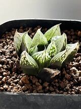 Haworthia ハオルチア ナイルの一滴_画像1