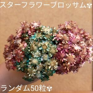 レジン ドライフラワー スターフラワーブロッサム　クリスマスブーケ