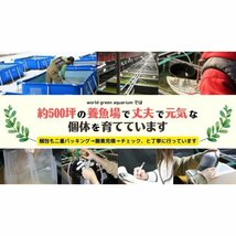 【送料無料】メダカ 餌【ゾウリムシ500ml＋ゾウリムシの餌】めだか ミジンコ PSB おとひめ 水草 同梱包可能 生クロレラ同梱不可_画像5