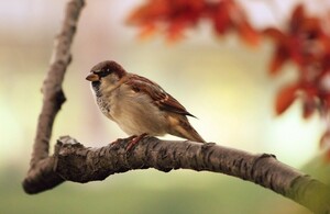 相互評価 美しい動物画像 画像データ 送料無料 即決１円 素材 スズメ