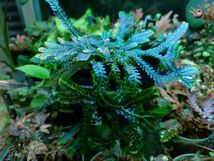 Selaginella willdenowii 検索)セラギネラ セラジネラ パルダリウム コケリウム シダ 熱帯植物_画像5