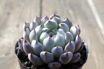 【美種】エケベリア ブラックザラゴーサ Echeveria 'Black Zaragosa'自家繁殖苗 多肉植物_画像1