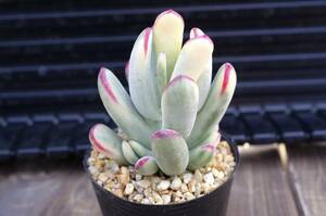 【レア種】コチレドン 福娘錦 モダンガール Cotyledon orbiculata 'Oophylla' f.variegata 多肉植物 自家繁殖苗 子株付き