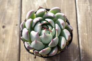 【極上品】エケベリア ミックスベリア 赤鬼 Echeveria 'Aka-oni' 多肉植物 おらいさん 自家繁殖苗 ※宅急便のみ 