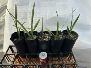 サバルヤシ 5苗セットSabal palmetto サバル パルメット　検）ココスヤシ　ブラヘア　カナリーヤシ　ワシントンヤシ　オニサバル　ソテツ