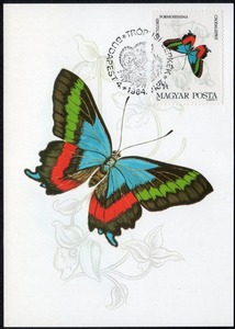 ハンガリー 1984年 蝶の切手/フォルモシシマシジミタテハMC絵葉書(1764) 