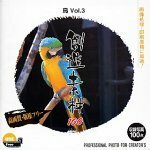 【中古】創造素材100 鳥 Vol.3