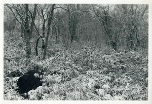  tree .... print [ Aizu 1589 2] gelatin silver print reverse side . title 20.5×30.5