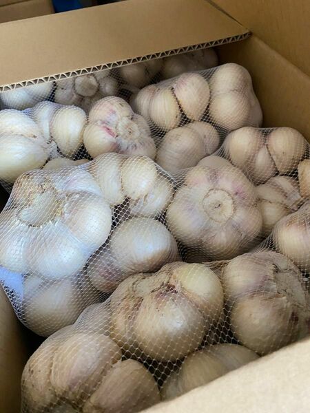 青森県にんにく20Kg L