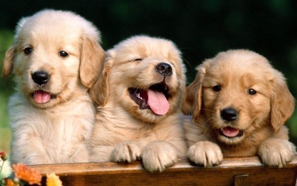 3匹のゴールデンレトリバー 子犬 ペット イヌ ドッグ 盲導犬 絵画風 壁紙ポスター 特大ワイド版 921×576mm はがせるシール式 006W1, 印刷物, ポスター, その他