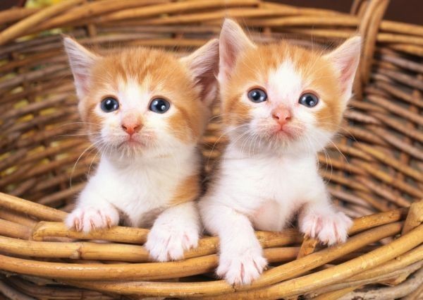 カゴの中の2匹の子猫 ペット ネコ かわいい キャット 絵画風 壁紙ポスター 特大 A1版 830×585mm はがせるシール式 005A1, アンティーク, コレクション, 乗り物, その他