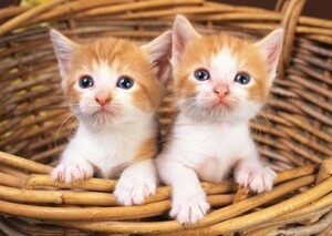 カゴの中の2匹の子猫 ペット ネコ かわいい キャット 絵画風 壁紙ポスター 特大 A1版 830×585mm はがせるシール式 005A1