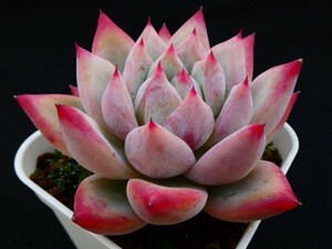 コロラータ タパルパ◆充実株◆　colorata var. Tapalpa 多肉植物 エケベリア 抜き苗