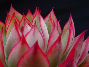 ロータスランプ◆充実株◆　Lotus Lamp　多肉植物 エケベリア 抜き苗