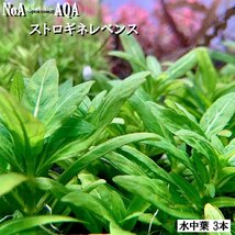 水草 水中葉 無農薬 ストロギネレペンス 3本 水槽 アクアリウム 前景草 中景草 有茎草_画像2