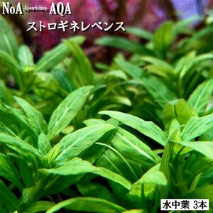 水草 水中葉 無農薬 ストロギネレペンス 3本 水槽 アクアリウム 前景草 中景草 有茎草