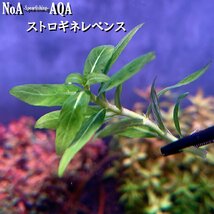 水草 水中葉 無農薬 ストロギネレペンス 3本 水槽 アクアリウム 前景草 中景草 有茎草_画像4