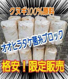 クワガタの産卵木の代わりにどうぞ！　マットに埋め込むだけで爆産！　オオヒラタケ菌床ブロック　　割り出しが楽で幼虫がたくさんとれます