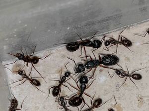 女王蟻　ミカドオオアリ女王蟻一匹と働き蟻五十匹以上のコロニー「女王蟻右足欠損ございます」