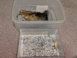 シリアゲアリ蟻三百匹以上のサテライトコロニー