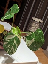 モンステラ デリシオーサ var ボルシギアナ 斑入り Monstera.deliciosa var.borsigiana variegated_画像7