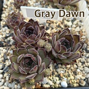 3.【Gray Dawn 】Sempervivum センペルビウム 多肉植物 