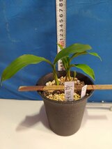 秋咲ナギラン①　3本植え　希少品_画像1