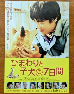 チラシ 映画「ひまわりと子犬の７日間」２０１３年、日本映画