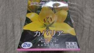 新春初売☆ すかしゆり カバリア 1袋 球根 サカタのタネ☆彡