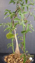 多肉植物　キフォステンマ　モンタグナッキー　珍しい実生苗　希少種　_画像5