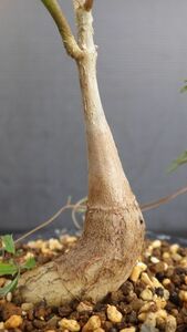多肉植物　キフォステンマ　モンタグナッキー　珍しい実生苗　希少種　