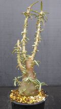 多肉植物　ドルステニア　ヒルデブランドティー　クリスプム　珍品　_画像7