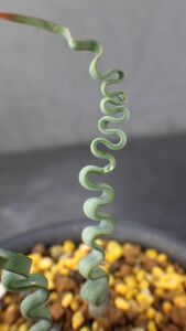 多肉植物　トラキアンドラ　トルチリス　冬型球根植物　ケープバルブ　波波の葉っぱ　珍品　1