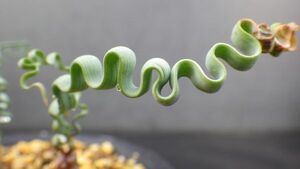 多肉植物　トラキアンドラ　トルチリス　冬型球根植物　ケープバルブ　波波の葉っぱ　珍品　2