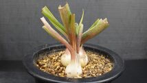 多肉植物　アロエ　球根アロエ　リカルドシアエ　珍品　2_画像10