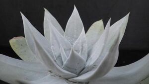 多肉植物　ダドレア　ブリトニー　仙女盃　地球上で最も白い植物　2